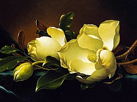 magnolias, Martin Johnson Heade - Grands Peintres / Heade